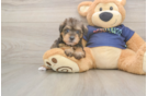 Mini Schnoodle Puppy for Adoption