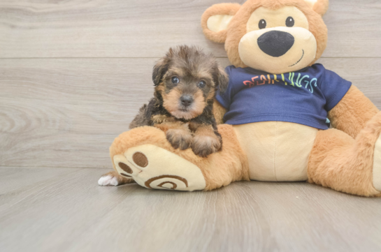 Mini Schnoodle Puppy for Adoption
