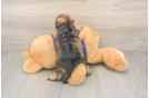 Mini Schnoodle Puppy for Adoption