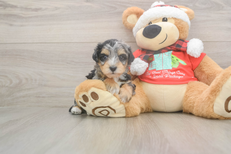 Mini Schnoodle Puppy for Adoption