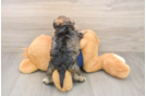 Mini Schnoodle Puppy for Adoption