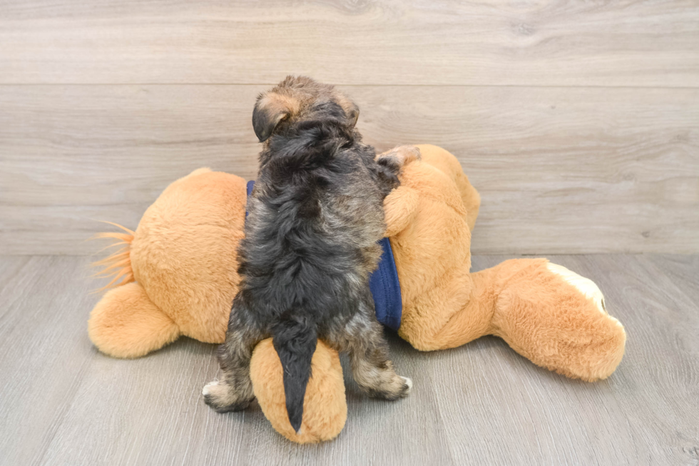 Mini Schnoodle Puppy for Adoption