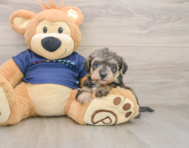 5 week old Mini Schnoodle Puppy For Sale - Florida Fur Babies