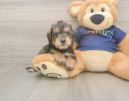 5 week old Mini Schnoodle Puppy For Sale - Florida Fur Babies
