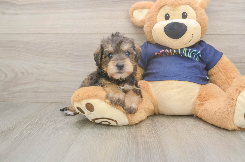 5 week old Mini Schnoodle Puppy For Sale - Florida Fur Babies