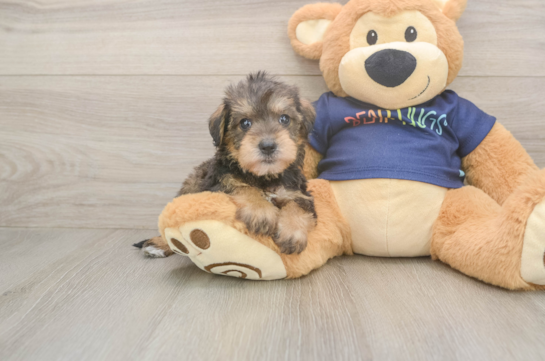 Cute Mini Schnoodle Baby