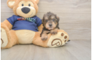 Cute Mini Schnoodle Baby
