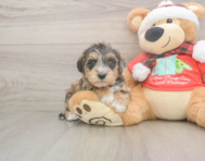 5 week old Mini Schnoodle Puppy For Sale - Florida Fur Babies