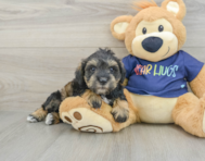6 week old Mini Schnoodle Puppy For Sale - Florida Fur Babies