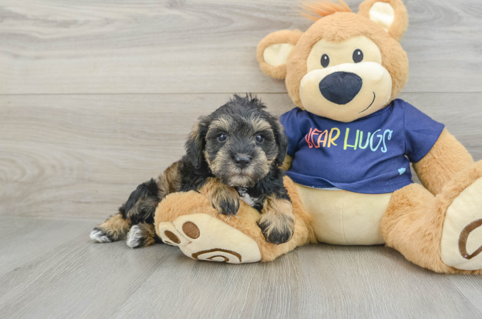 6 week old Mini Schnoodle Puppy For Sale - Florida Fur Babies