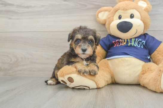 Mini Schnoodle Pup Being Cute