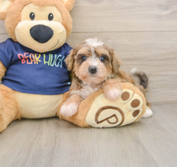 6 week old Mini Schnoodle Puppy For Sale - Florida Fur Babies