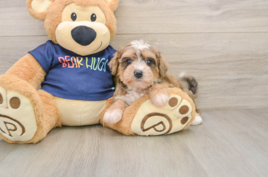 Cute Mini Schnoodle Baby