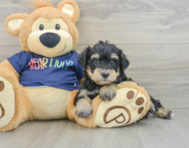 6 week old Mini Schnoodle Puppy For Sale - Florida Fur Babies