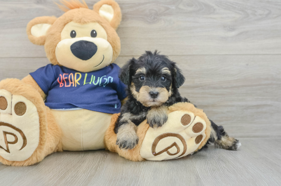 6 week old Mini Schnoodle Puppy For Sale - Florida Fur Babies