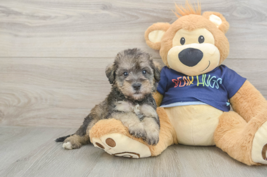Cute Mini Schnoodle Poodle Mix Pup