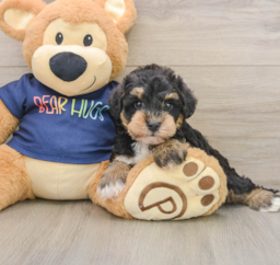 6 week old Mini Schnoodle Puppy For Sale - Florida Fur Babies