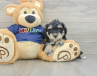 6 week old Mini Schnoodle Puppy For Sale - Florida Fur Babies