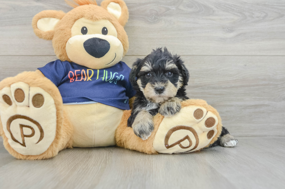 6 week old Mini Schnoodle Puppy For Sale - Florida Fur Babies