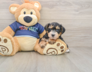 7 week old Mini Schnoodle Puppy For Sale - Florida Fur Babies