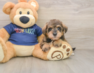 8 week old Mini Schnoodle Puppy For Sale - Florida Fur Babies