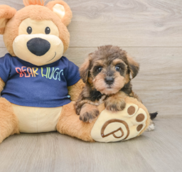 6 week old Mini Schnoodle Puppy For Sale - Florida Fur Babies