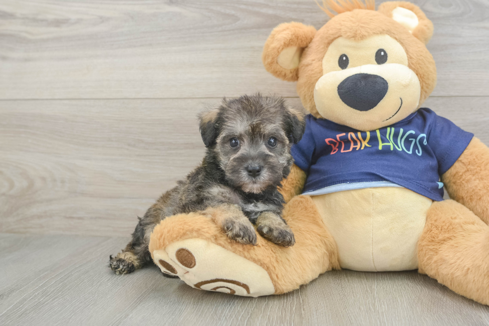 Cute Mini Schnoodle Poodle Mix Puppy