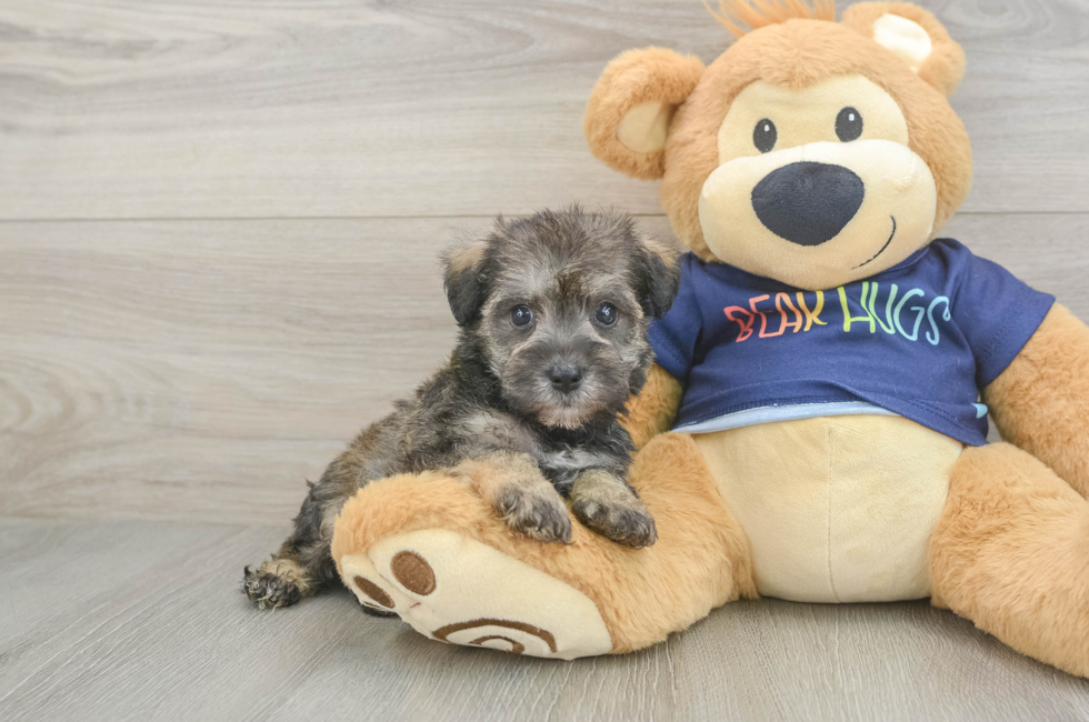 5 week old Mini Schnoodle Puppy For Sale - Florida Fur Babies