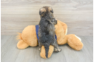 Cute Mini Schnoodle Poodle Mix Pup
