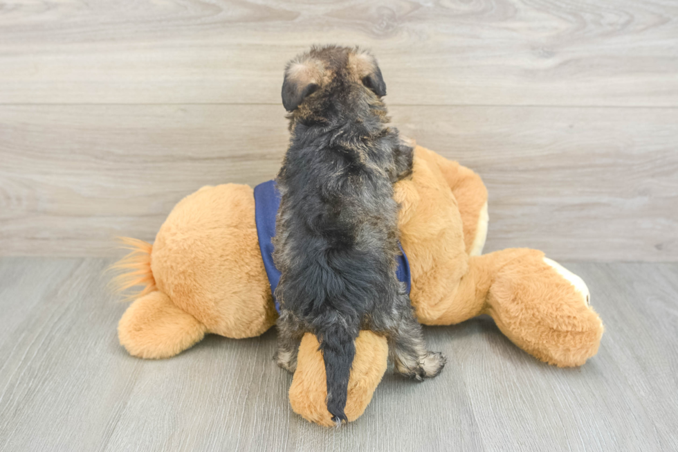 Cute Mini Schnoodle Poodle Mix Pup