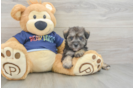 Cute Mini Schnoodle Poodle Mix Pup