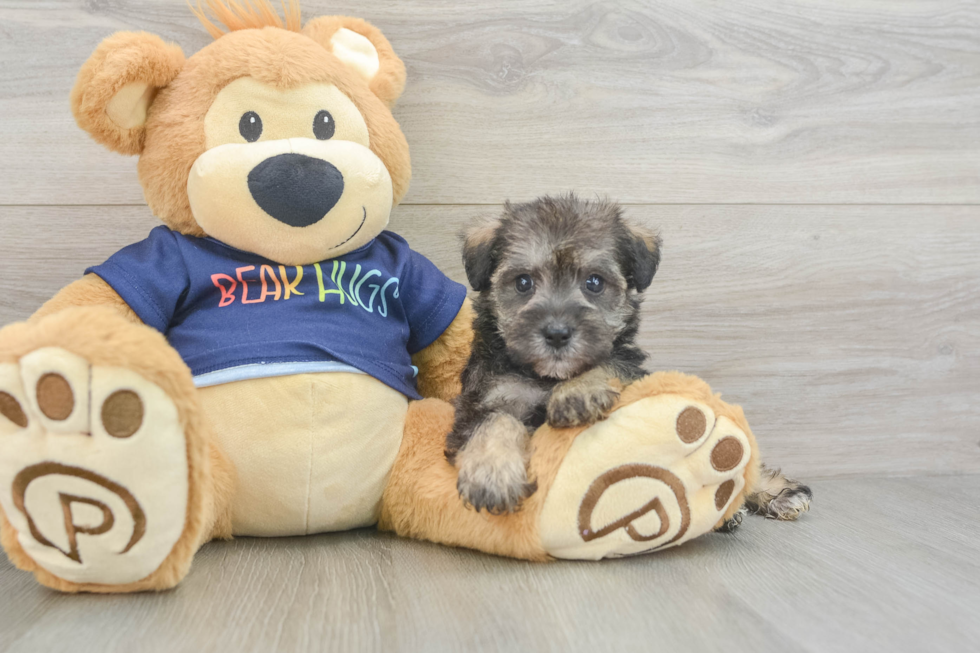 Cute Mini Schnoodle Poodle Mix Pup