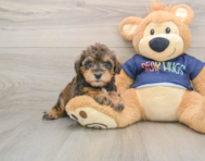 6 week old Mini Schnoodle Puppy For Sale - Florida Fur Babies