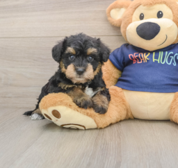 6 week old Mini Schnoodle Puppy For Sale - Florida Fur Babies