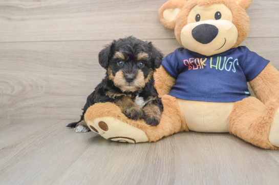 Cute Schnauzer Doodle Poodle Mix Puppy