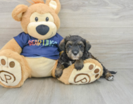 7 week old Mini Schnoodle Puppy For Sale - Florida Fur Babies