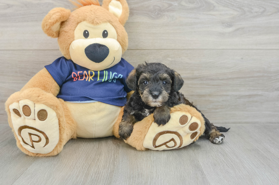 6 week old Mini Schnoodle Puppy For Sale - Florida Fur Babies