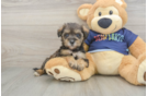 Cute Mini Schnoodle Poodle Mix Puppy