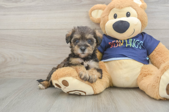 Cute Mini Schnoodle Poodle Mix Puppy