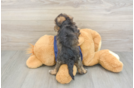 Cute Mini Schnoodle Baby