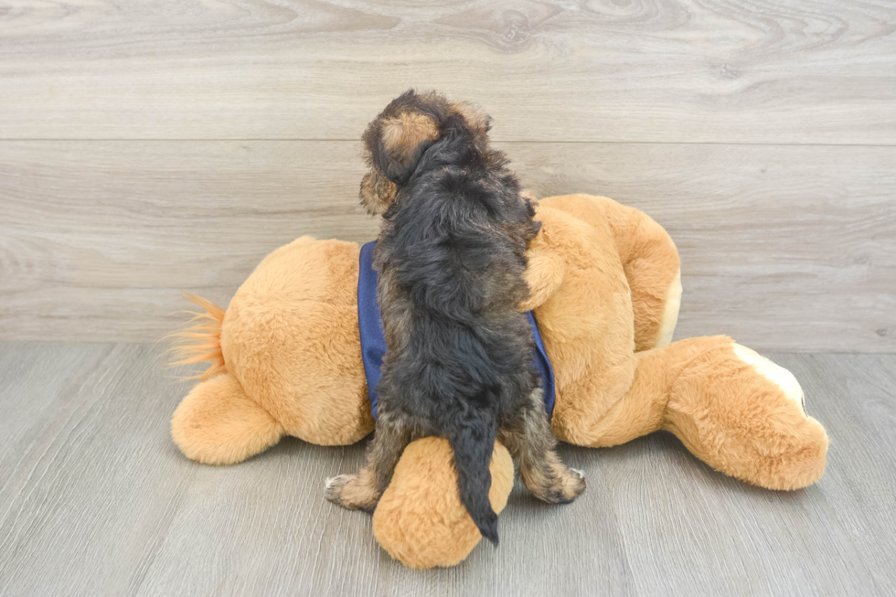 Cute Mini Schnoodle Baby