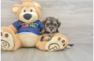 Mini Schnoodle Puppy for Adoption