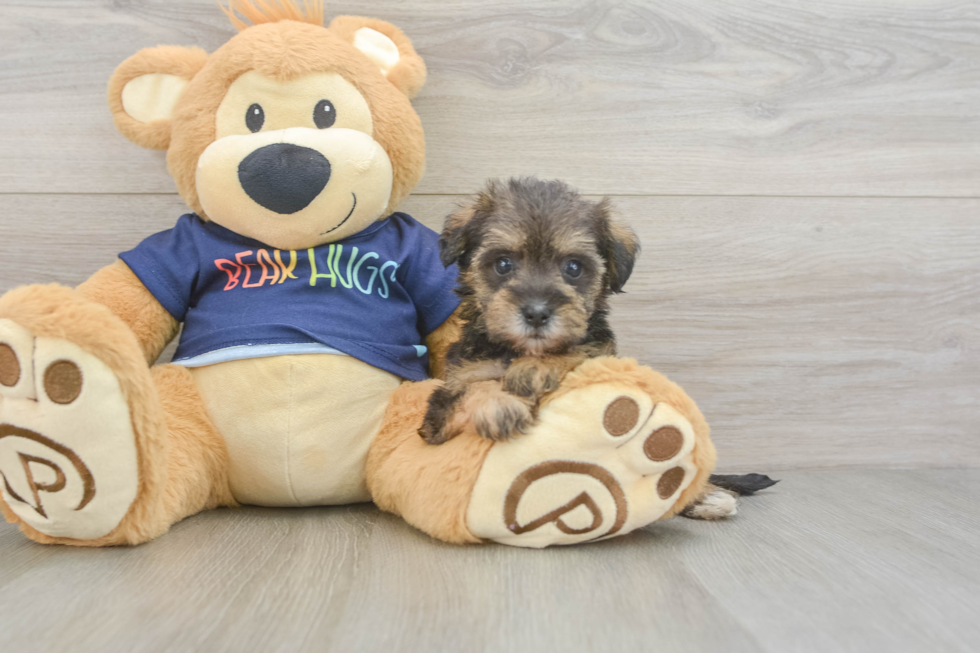 Mini Schnoodle Puppy for Adoption