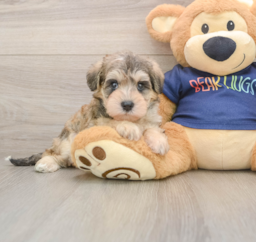 7 week old Mini Schnoodle Puppy For Sale - Florida Fur Babies