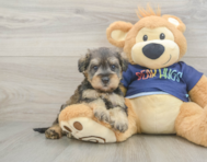 8 week old Mini Schnoodle Puppy For Sale - Florida Fur Babies