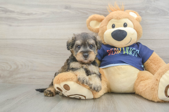 Cute Mini Schnoodle Baby