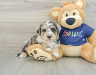 6 week old Mini Schnoodle Puppy For Sale - Florida Fur Babies