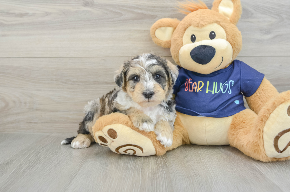 6 week old Mini Schnoodle Puppy For Sale - Florida Fur Babies