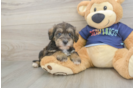 Best Mini Schnoodle Baby