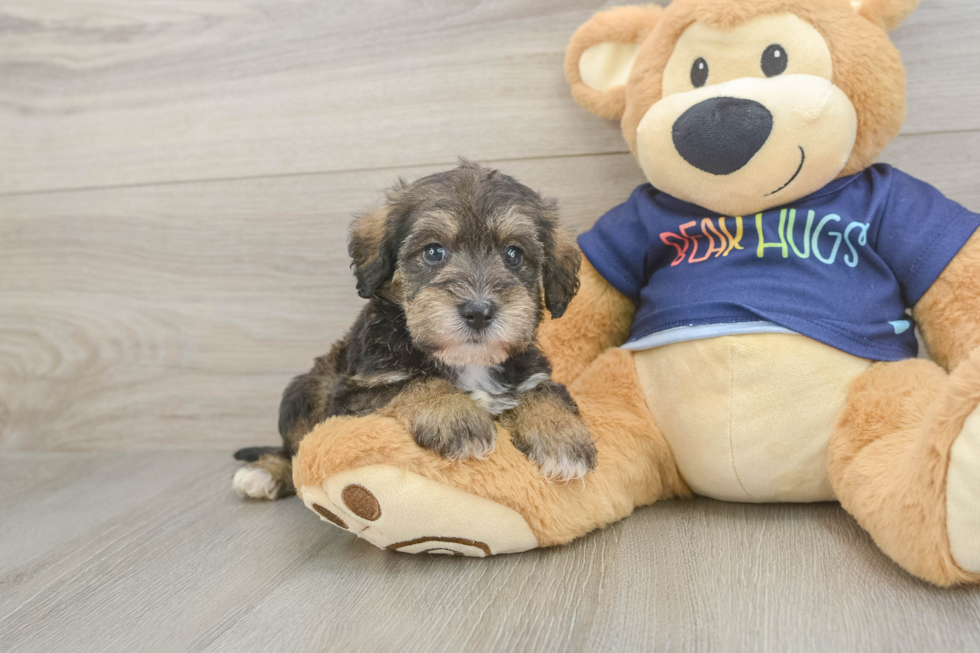 Best Mini Schnoodle Baby